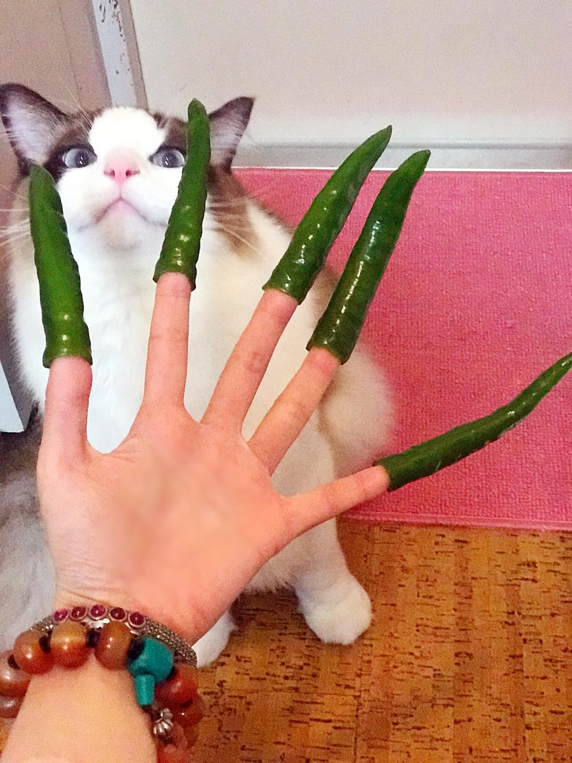 你家猫主子为啥突然变臭了? 你家猫主子为啥突然变臭了?