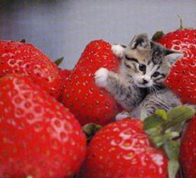 世界上最小的猫咪品种真的能装进口袋吗？