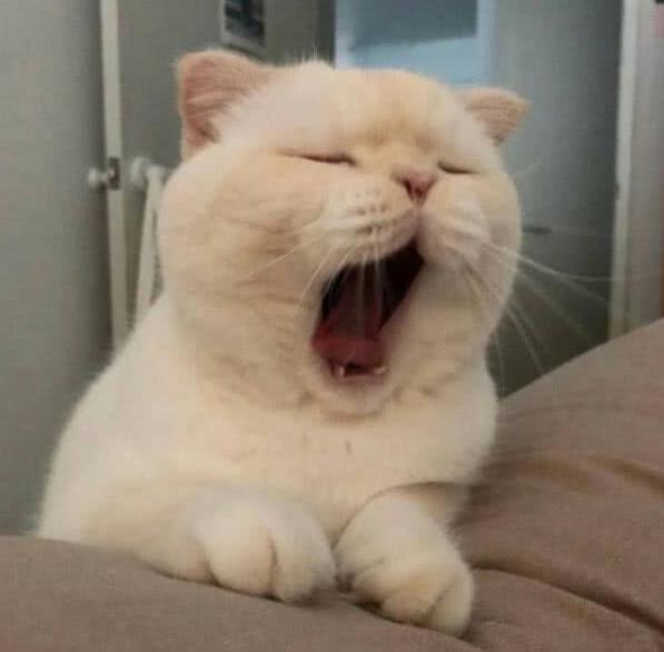 为什么我家猫主子拉完屎屁股比厕所还臭？