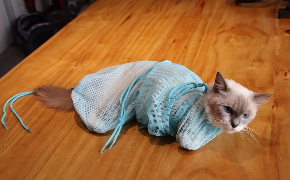 猫咪突然离开后该怎么处理才正确？