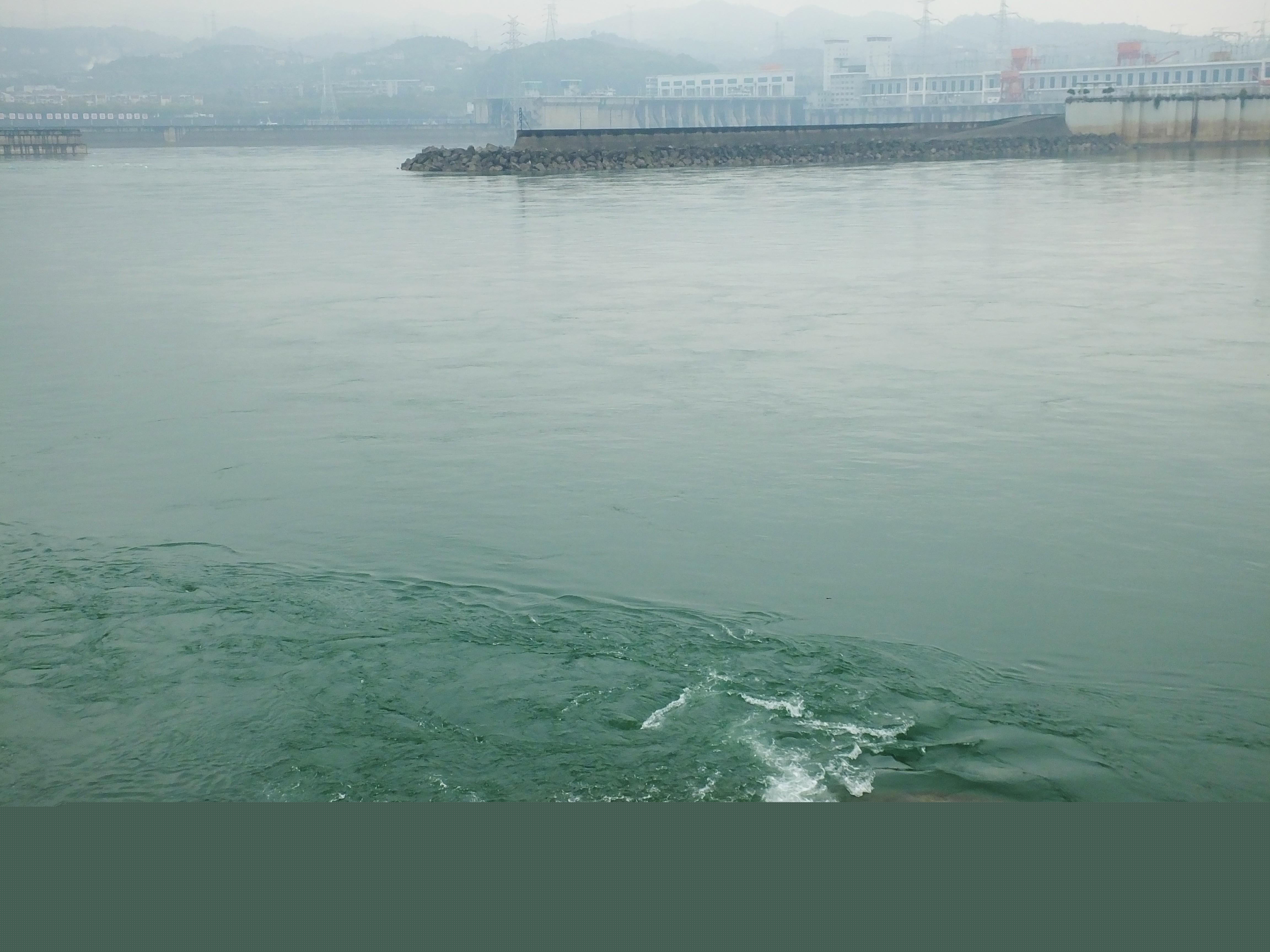 猫咪吐绿水是中毒了吗？