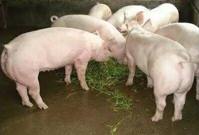 猫咪驱虫后呕吐正常吗？新手必看处理指南