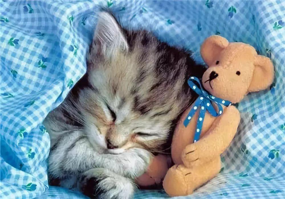 你家猫主子突然玩失踪？这份紧急寻猫指南请收好