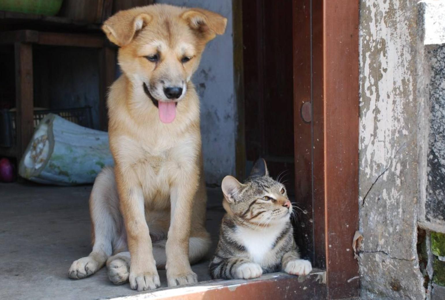 猫咪发情到底要闹腾多少天才能消停？