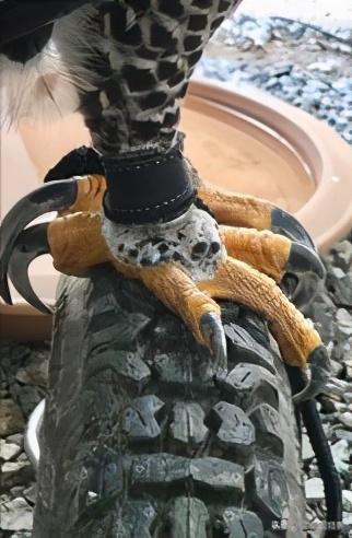 手指长度真的能预测命运吗? 手指长度真的能预测命运吗?