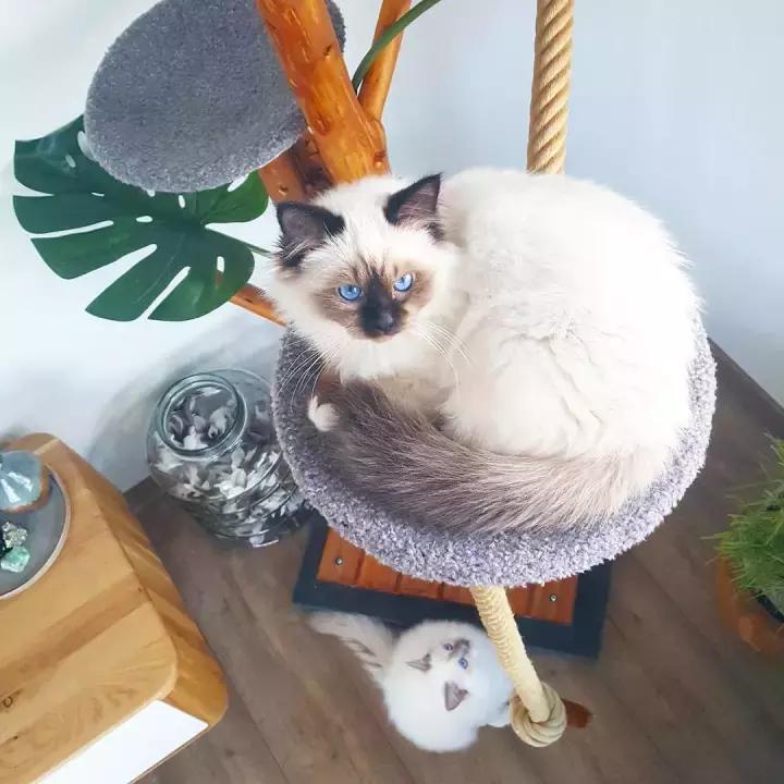 猫咪快不行时会有什么反常举动？