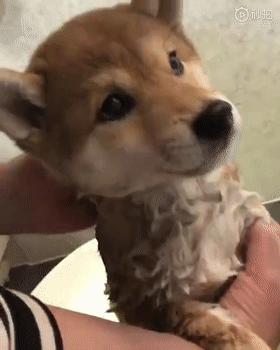 猫咪耳朵突然流水,铲屎官该怎么办? 猫咪耳朵突然流水,铲屎官该怎么办?