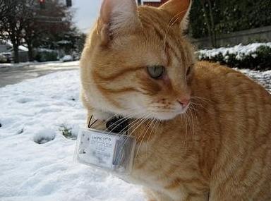 猫咪摸起来烫手就是发烧了吗? 猫咪摸起来烫手就是发烧了吗?