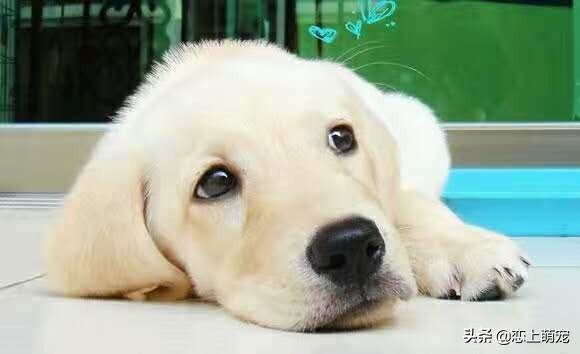 猫咪软便带血丝?新手必看的7个关键原因 猫咪软便带血丝?新手必看的7个关键原因