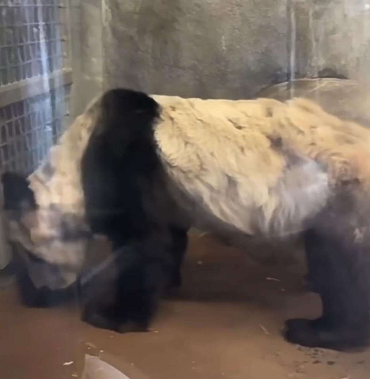 华人论坛丫丫日记到底该怎么写？