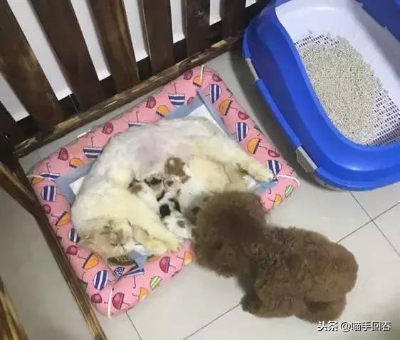 如何在俗人岛论坛三天混成老油条？