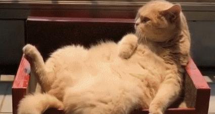 梦见吃很大一条鱼预示什么?深度解析吉凶预兆与破解方法 梦见吃很大一条鱼预示什么?深度解析吉凶预兆与破解方法