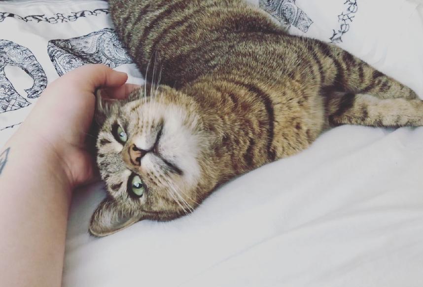 加猫咪群真的能治好你家猫的怪毛病吗？