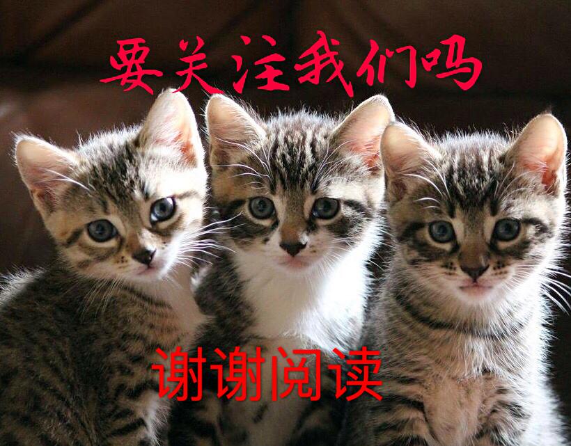 新手养猫到底该不该加 猫咪公社 ？