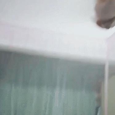 猫咪真的会被蚊子咬吗？铲屎官必看的防护指南