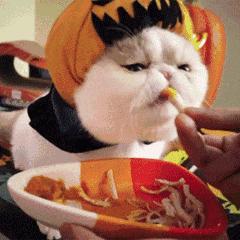 新手如何找到最治愈的猫咪视频？