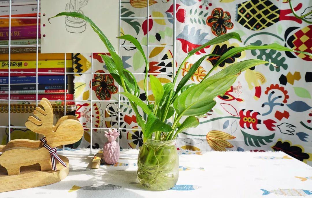 你家猫主子最近总啃绿萝？别慌！这可能是它在自救！