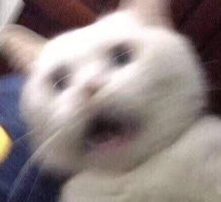 你知道你家猫主子是什么色号吗？