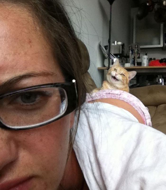 如何把自家猫主子变成搞笑表情包？