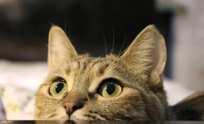 梦见别人眉毛浓密预示什么？2025年心理学解析情感密码