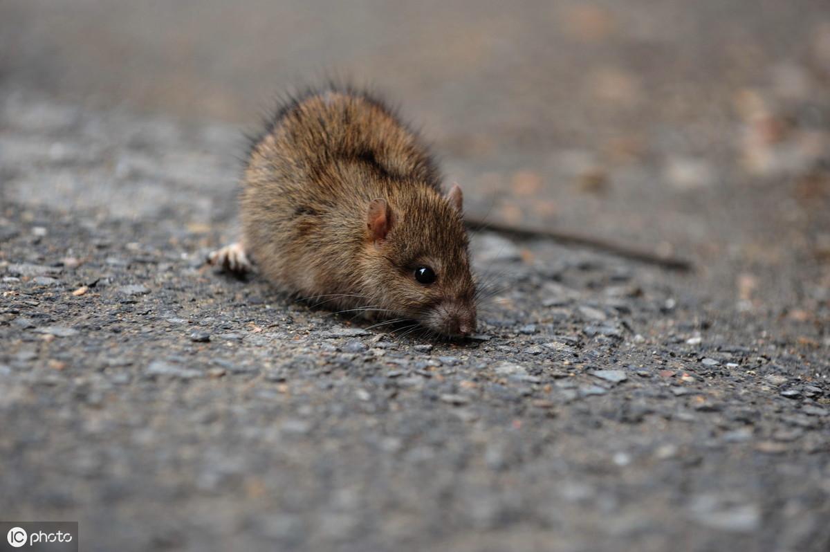 猫咪吃苍蝇会中毒吗？新手必看的养猫安全指南