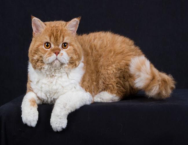 猫咪走了该怎么处理它的身后事？