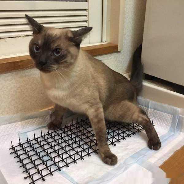 猫咪多大绝育最合适？看完这篇不再纠结！