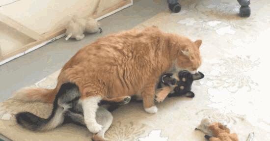 猫咪走了该怎么处理它的身后事？