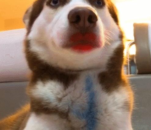 猫咪口红真的能涂在猫主子嘴上吗？