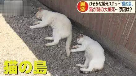 猫咪偷喝你杯子里的啤酒会当场暴毙吗？