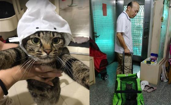 你家主子到底想要什么样的猫窝? 你家主子到底想要什么样的猫窝?