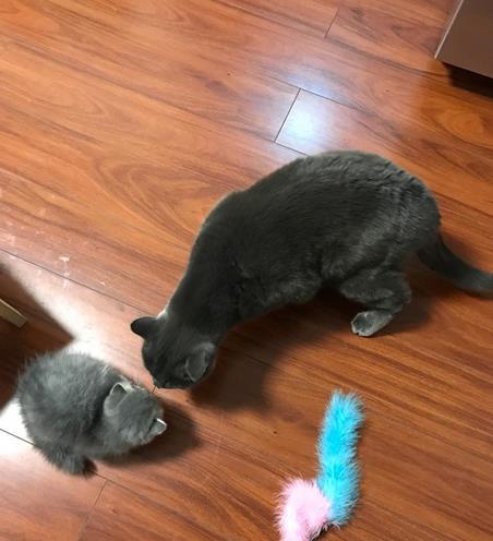 刚捡的小奶猫怎么分清是弟弟还是妹妹？