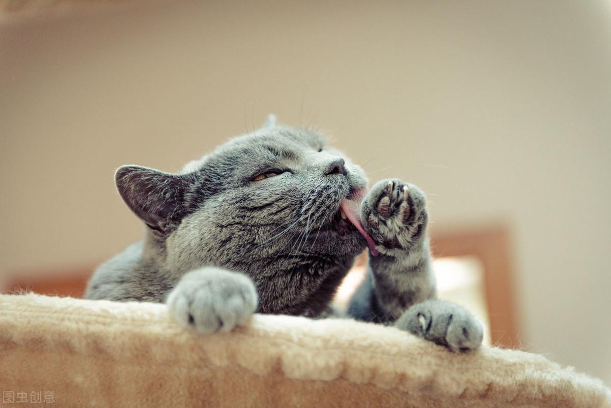 猫咪肚子一直叫是生病了吗？