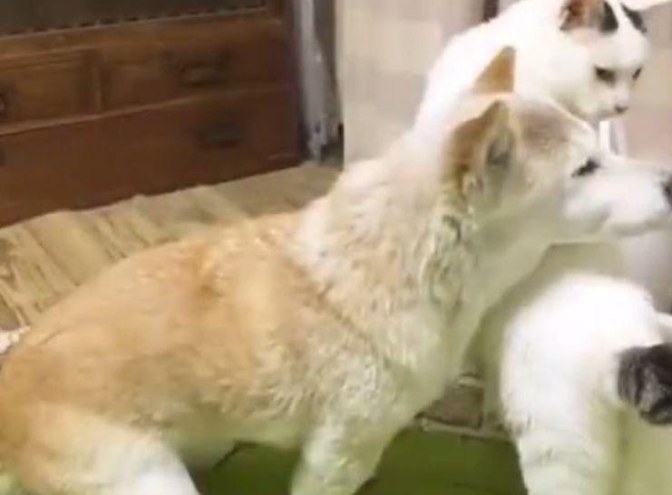 猫咪嘴巴抽搐是中毒了吗？