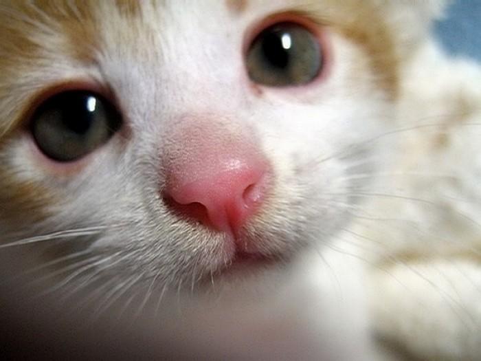 带猫体检一次钱包会大出血吗？