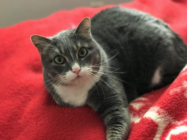 猫咪突然不干饭了？这份急救指南能救急吗？