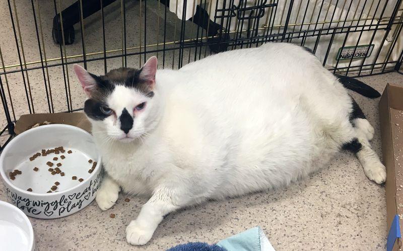 猫咪突然暴饮暴食是得了糖尿病吗? 猫咪突然暴饮暴食是得了糖尿病吗?