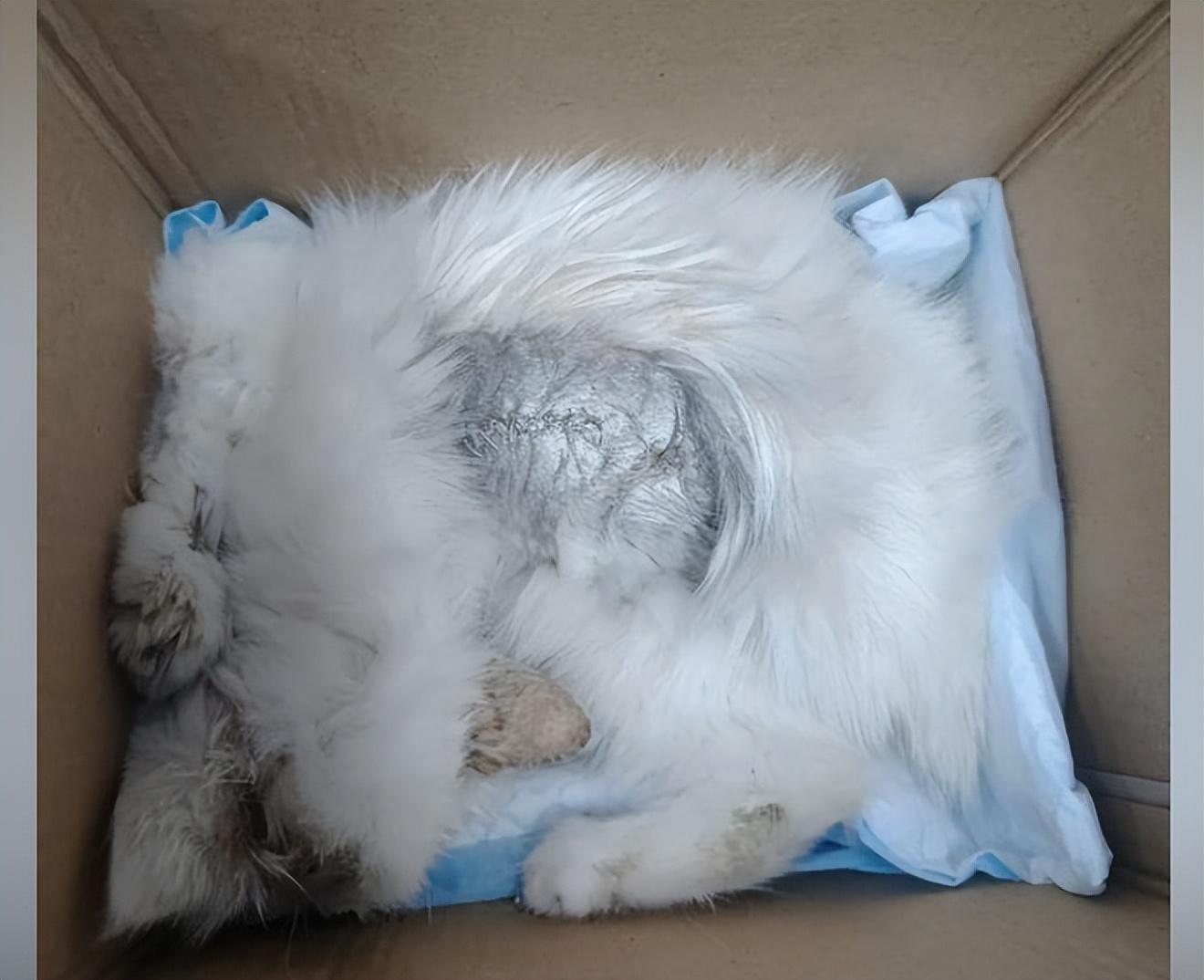 给男猫咪取名真的这么难吗？