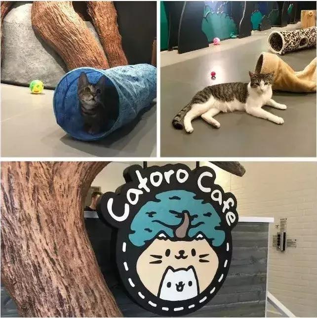 范德普尔夺冠全靠自行车贵? 范德普尔夺冠全靠自行车贵?