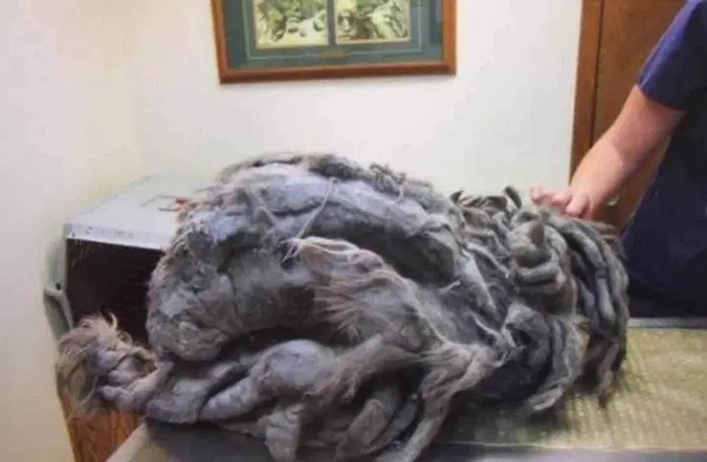 猫咪乳房突然摸到硬块？新手铲屎官该怎么办？