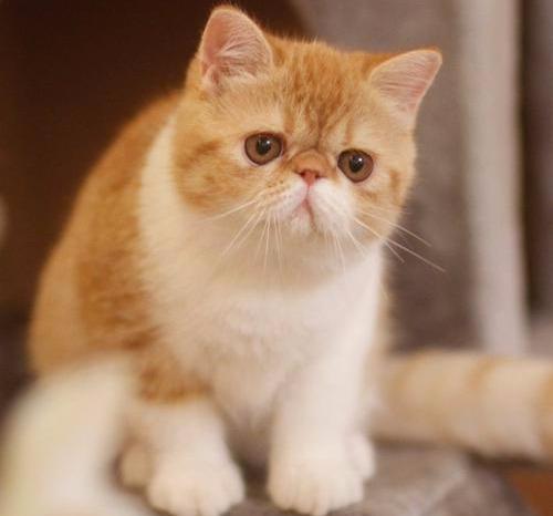 为什么别人拍的猫咪照片总比你的好看？