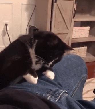 哪里能看到免费的猫咪视频? 哪里能看到免费的猫咪视频?