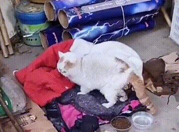 猫咪为什么总爱啃塑料袋？新手必看防误食指南