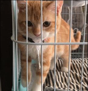 猫咪反胃怎么办？新手必看的急救指南