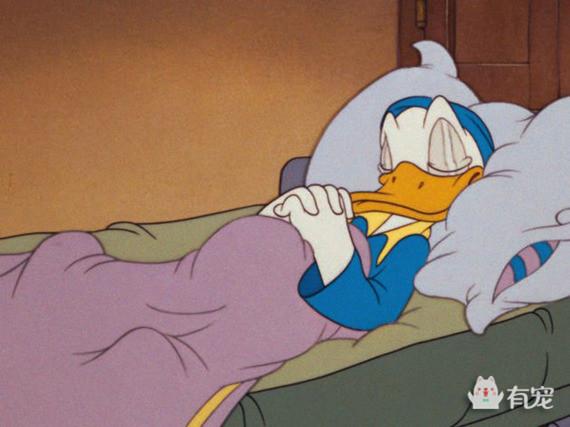 梦见怀孕的猫咪暗示着什么意思？