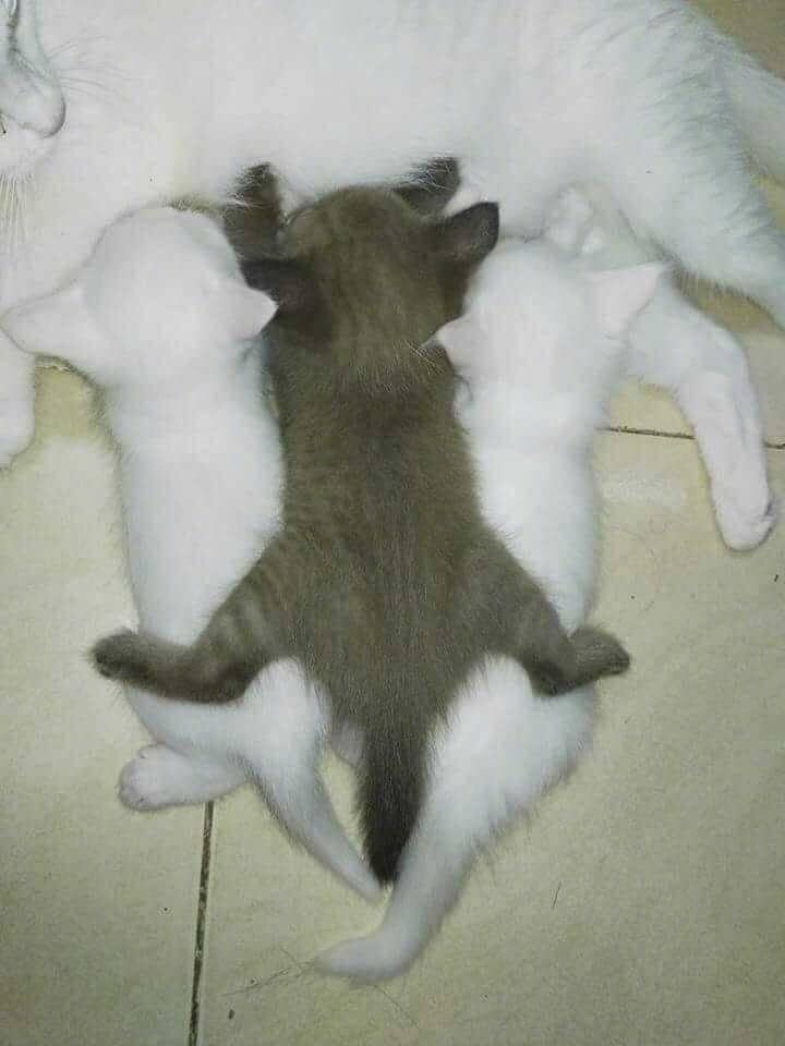 你家主子是睡神转世吗？