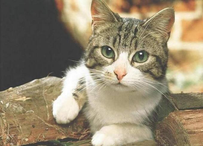 给猫咪喝羊奶真的不会拉肚子吗？