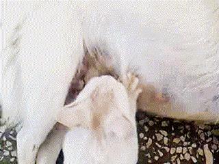 你家猫主子说的 喵 到底是什么意思？