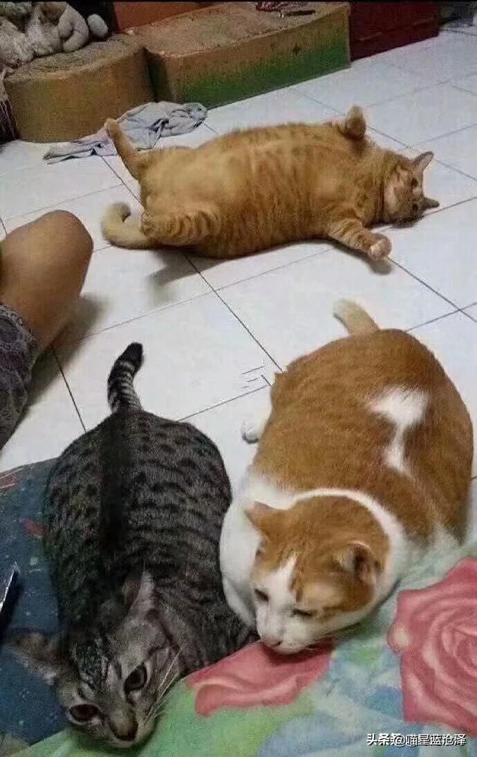 你家猫主子为啥喝水都能长膘？