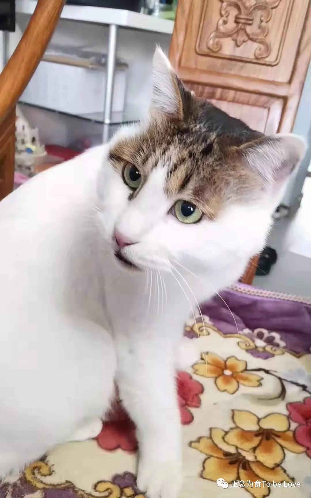 猫咪突然尿不出会猝死吗？